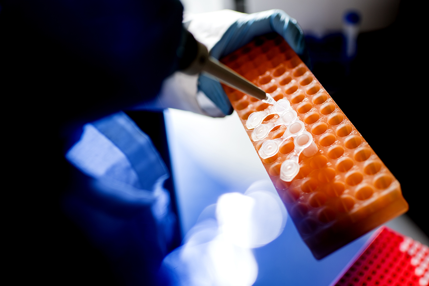 focus on hands in lab gloves squirting liquid in small test tubes