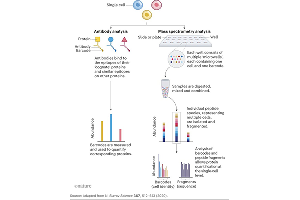 Illustration of the two paths to the proteome.